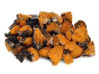 Chaga Mushroom