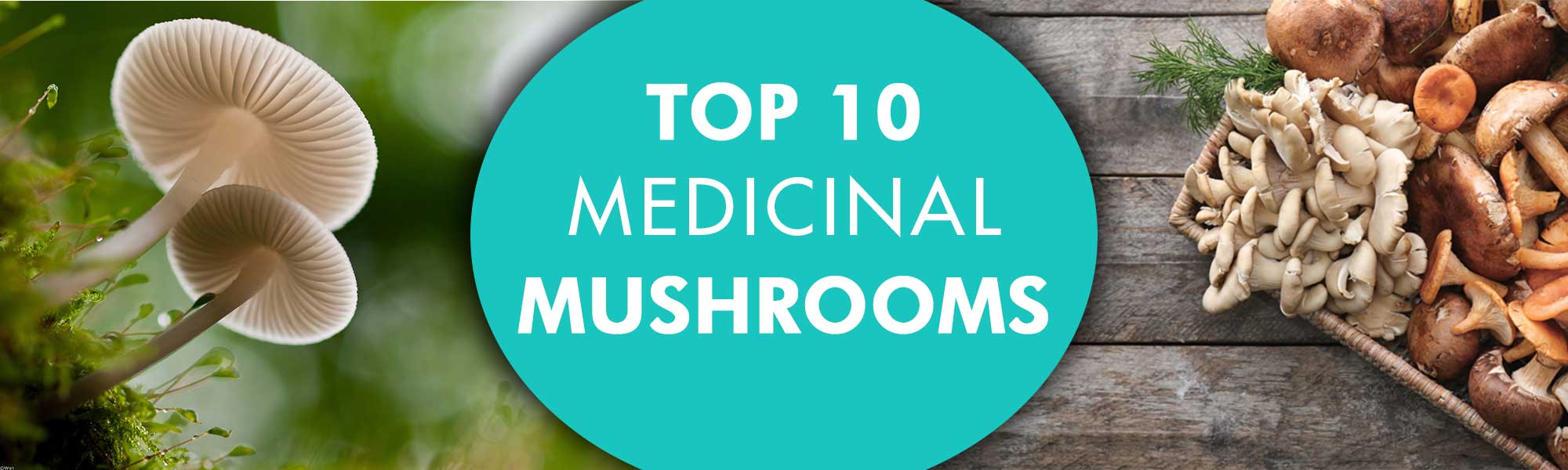 Blog title: "Top 10 Mushrooms for health" with images of mushrooms 