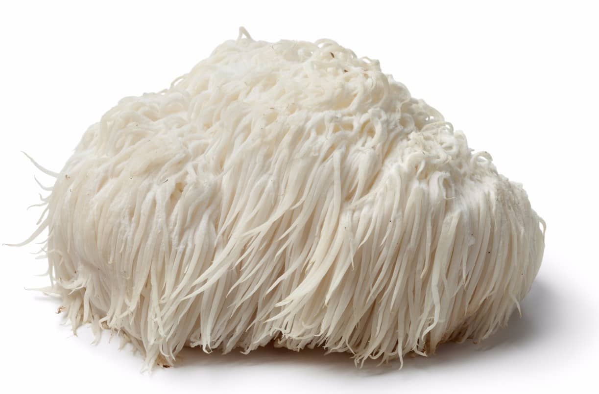 Lion's Mane mushroom