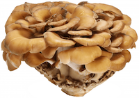 Maitake Image