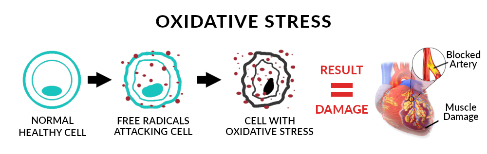 Image of the stages of Oxidative Stress on the cellular level